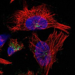 DYRK4 Antibody, Novus Biologicals 0.1mL; Unlabeled:Antibodies, Polyclonal